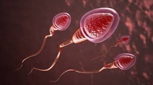 Medication For Sperm Count In Nagpur