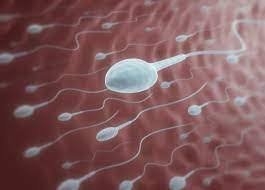 Best Treatment For Oligospermia In Jabalpur