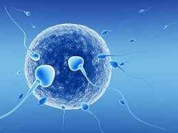 Low Sperm Count Medicine In Jabalpur