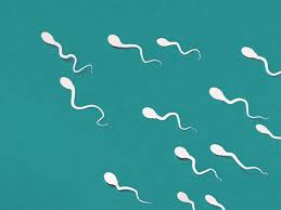 Medication For Sperm Count In Jabalpur