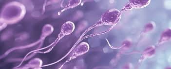 Treatment To Improve Sperm Count In Raipur