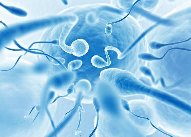 Low Sperm Motility & Morphology Treatment In Raipur